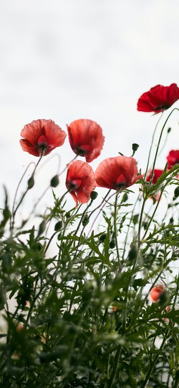 red poppies Wallpaper 1125x2436