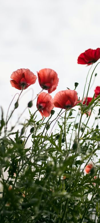 red poppies Wallpaper 720x1600