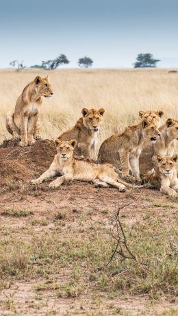 Serengeti National Park, Tanzania Wallpaper 640x1136