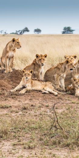 Serengeti National Park, Tanzania Wallpaper 720x1440