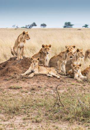 Serengeti National Park, Tanzania Wallpaper 1640x2360