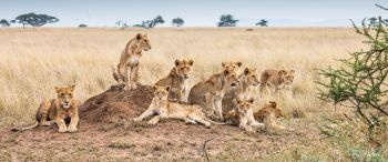 Serengeti National Park, Tanzania Wallpaper 3440x1440