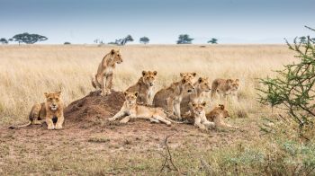 Serengeti National Park, Tanzania Wallpaper 1600x900