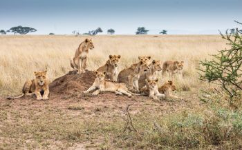 Serengeti National Park, Tanzania Wallpaper 2560x1600
