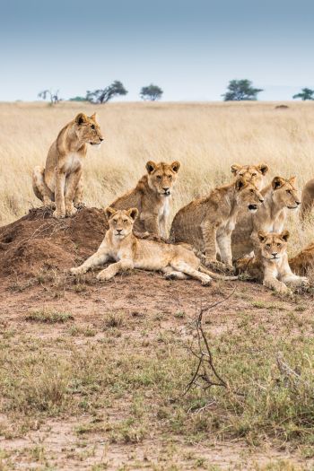 Serengeti National Park, Tanzania Wallpaper 640x960