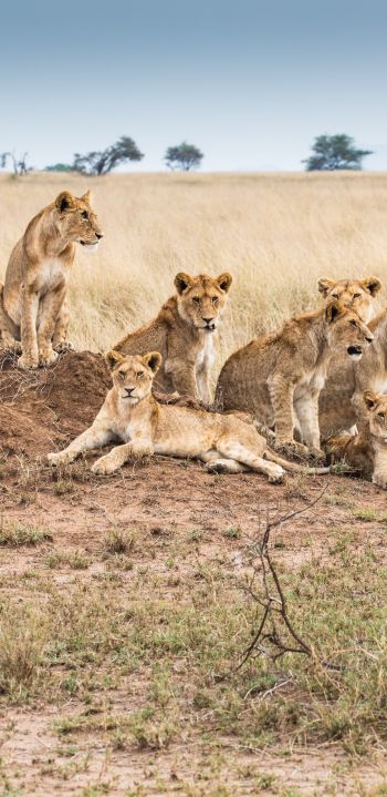 Serengeti National Park, Tanzania Wallpaper 1080x2220