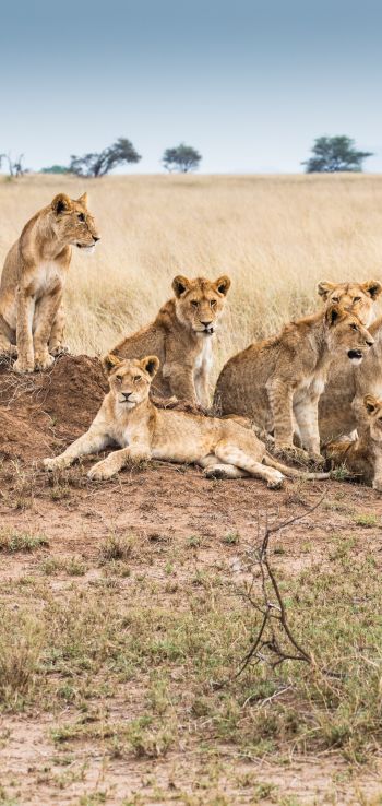 Serengeti National Park, Tanzania Wallpaper 720x1520