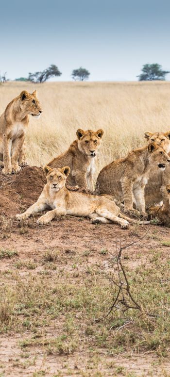 Serengeti National Park, Tanzania Wallpaper 1080x2400