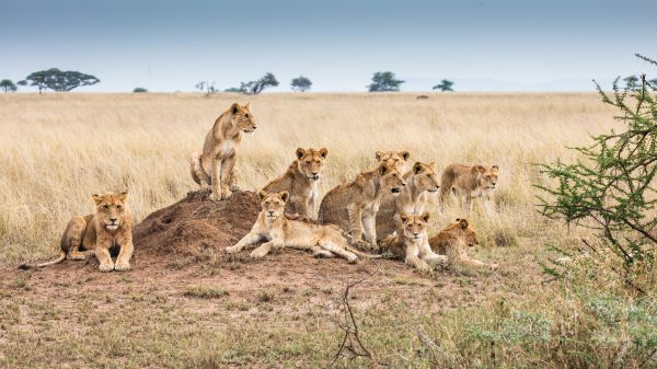 Serengeti National Park, Tanzania Wallpaper 1366x768