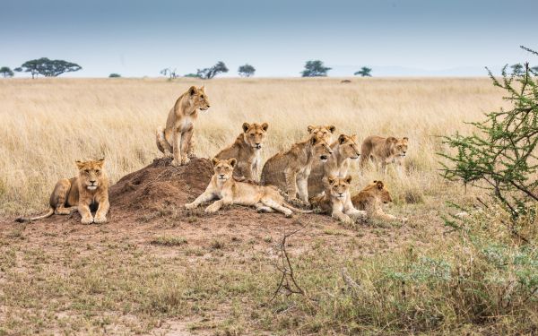 Serengeti National Park, Tanzania Wallpaper 2560x1600