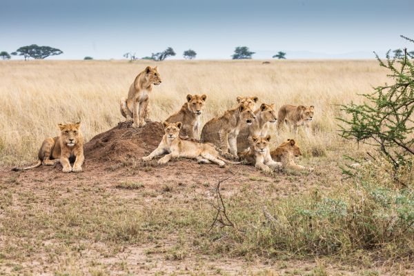 Serengeti National Park, Tanzania Wallpaper 8688x5792