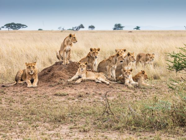 Serengeti National Park, Tanzania Wallpaper 800x600