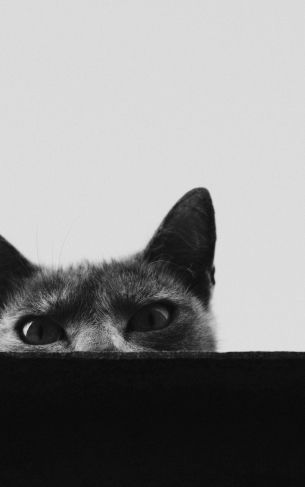 gray cat eyes Wallpaper 1752x2800