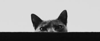 gray cat eyes Wallpaper 3440x1440