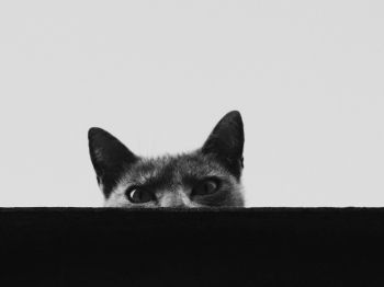gray cat eyes Wallpaper 1024x768