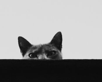 gray cat eyes Wallpaper 1280x1024