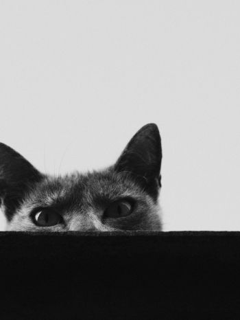 gray cat eyes Wallpaper 2048x2732