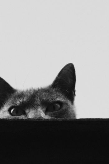 gray cat eyes Wallpaper 640x960