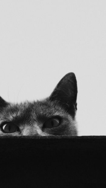 gray cat eyes Wallpaper 640x1136