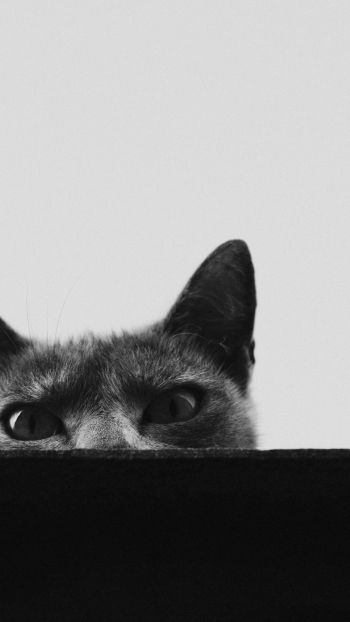 gray cat eyes Wallpaper 1440x2560