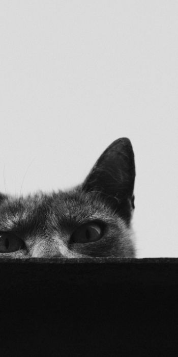 gray cat eyes Wallpaper 720x1440