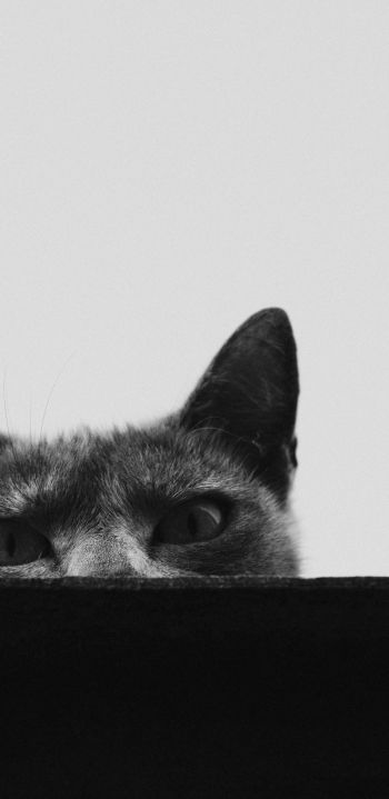 gray cat eyes Wallpaper 1440x2960
