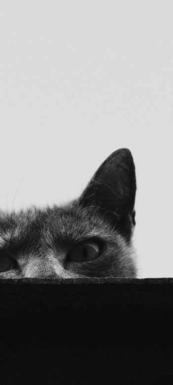 gray cat eyes Wallpaper 1080x2400