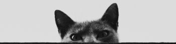 gray cat eyes Wallpaper 1590x400