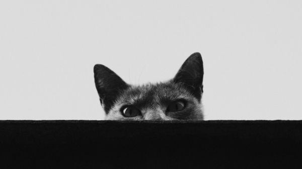 gray cat eyes Wallpaper 1280x720