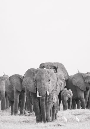 Amboseli, Kenya Wallpaper 1668x2388