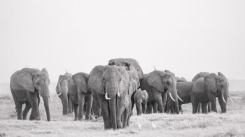 Amboseli, Kenya Wallpaper 2560x1440