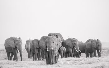 Amboseli, Kenya Wallpaper 2560x1600