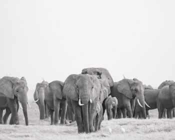Amboseli, Kenya Wallpaper 1280x1024
