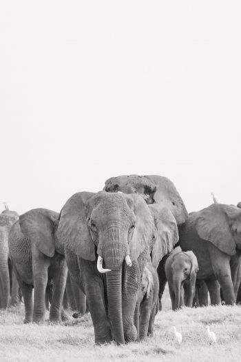 Amboseli, Kenya Wallpaper 640x960