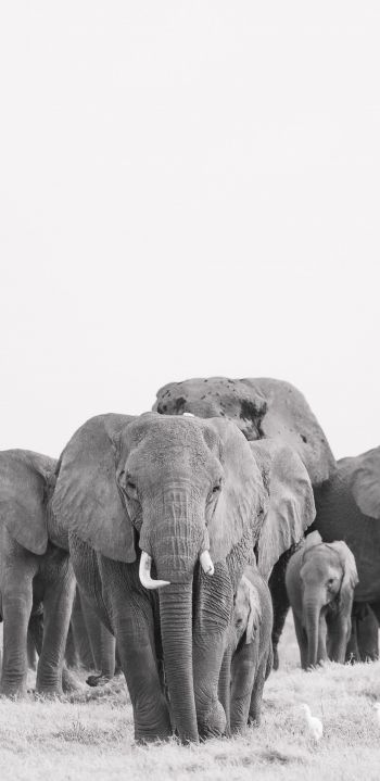 Amboseli, Kenya Wallpaper 1080x2220