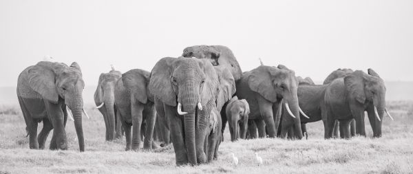 Amboseli, Kenya Wallpaper 2560x1080