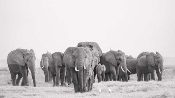 Amboseli, Kenya Wallpaper 1280x720