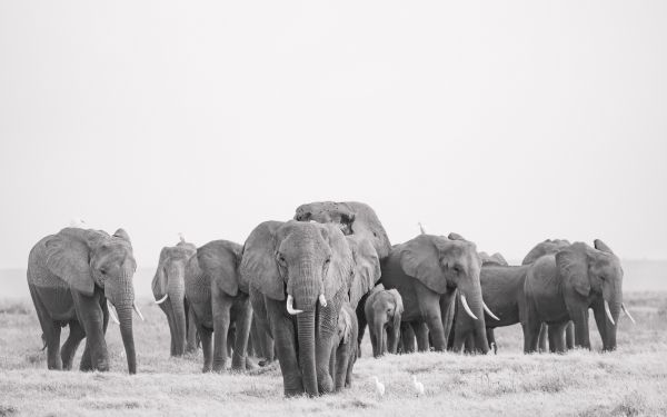 Amboseli, Kenya Wallpaper 1920x1200