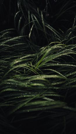 dew on the grass Wallpaper 640x1136