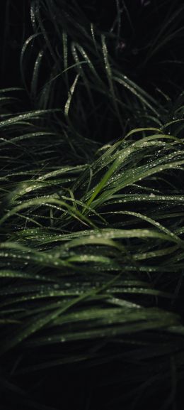 dew on the grass Wallpaper 1440x3200