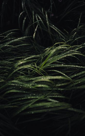 dew on the grass Wallpaper 1600x2560