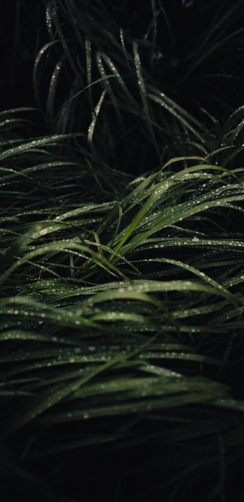 dew on the grass Wallpaper 1080x2220