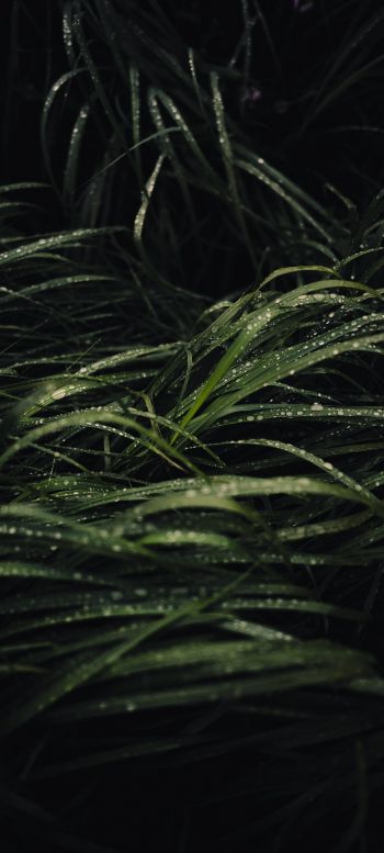 dew on the grass Wallpaper 1080x2400