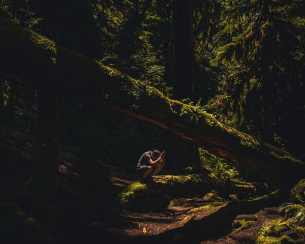 woodland Wallpaper 1280x1024