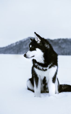 husky, fluffy dog Wallpaper 1752x2800