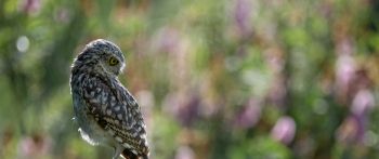 owl, wild bird Wallpaper 2560x1080