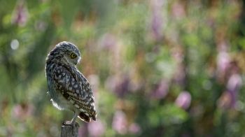 owl, wild bird Wallpaper 1366x768