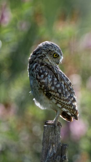 owl, wild bird Wallpaper 640x1136