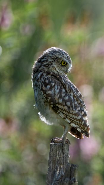 owl, wild bird Wallpaper 1080x1920