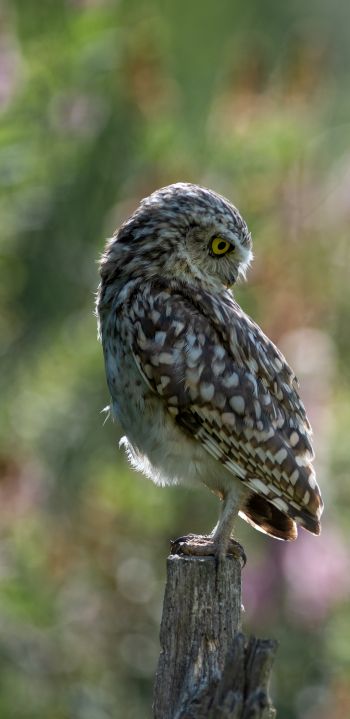 owl, wild bird Wallpaper 1080x2220